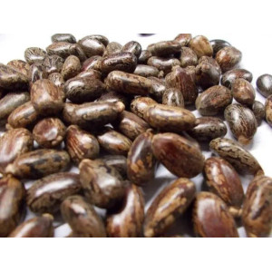 Why Castor oil is not edible?