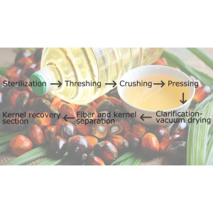 Specific Steps Of Palm Production Line