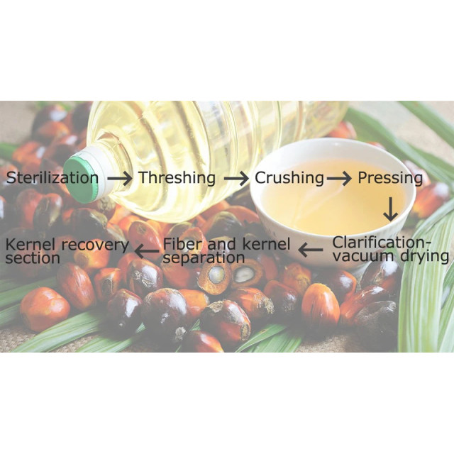 Specific Steps Of Palm Production Line