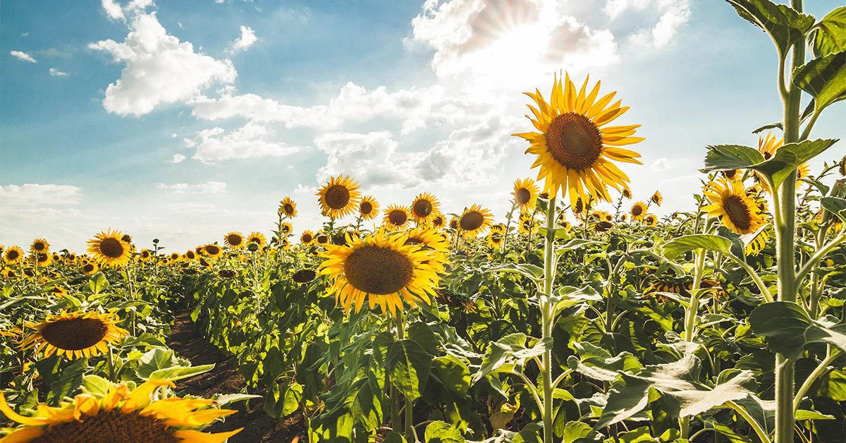 sunflower-field-flowers-1200x628-facebook-1200x628