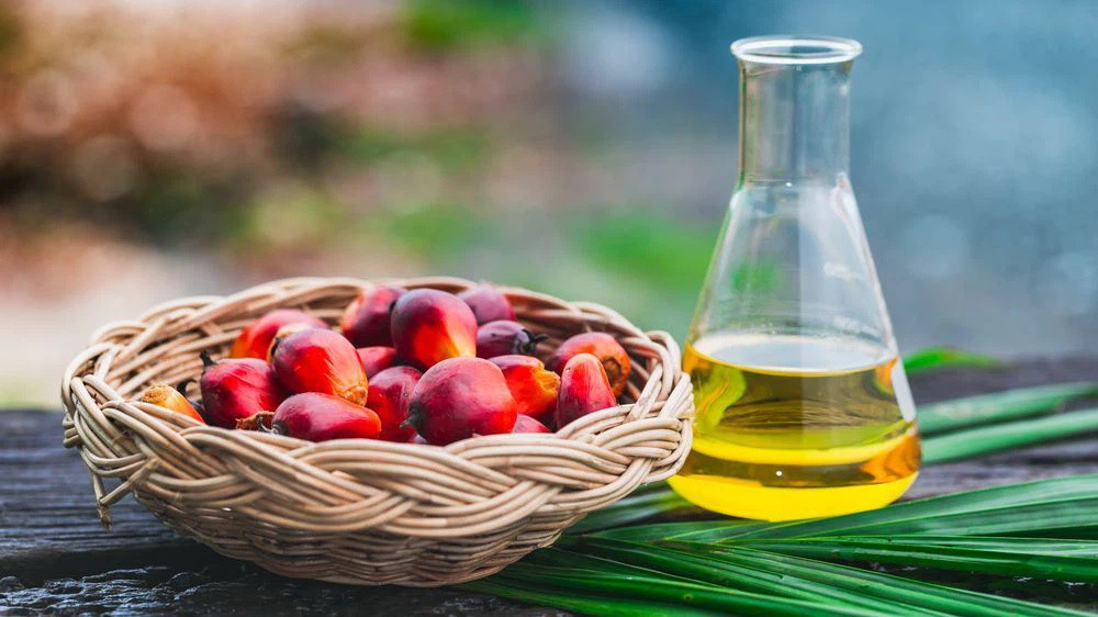 __opt__aboutcom__coeus__resources__content_migration__mnn__images__2018__04__palm_oil_fruit-88813e8cb0834aebae3ebfcf8de399ba